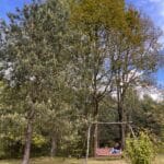 Huśtawka na tle kilku dużych drzew