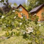 Widok na teren Leśnego Dworku zza krzaka