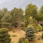 Widok na drzewa w otoczeniu Leśnego Dworku