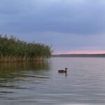 Kaczka na jeziorze przed trzcinami na tle zachodzącego słońca